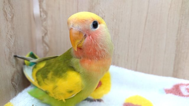 最新動画あり!安定の個性!コザクラインコ、タイガーチェリーになります〜〜 コザクラインコ(小桜インコ)