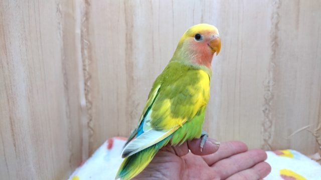 最新動画あり!安定の個性!コザクラインコ、タイガーチェリーになります〜〜 コザクラインコ(小桜インコ)