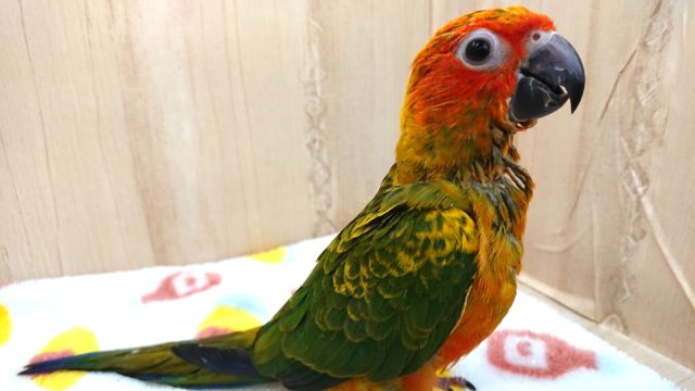 コガネメキシコインコ