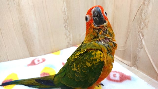 コガネメキシコインコ