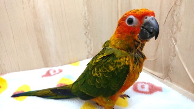 コガネメキシコインコ