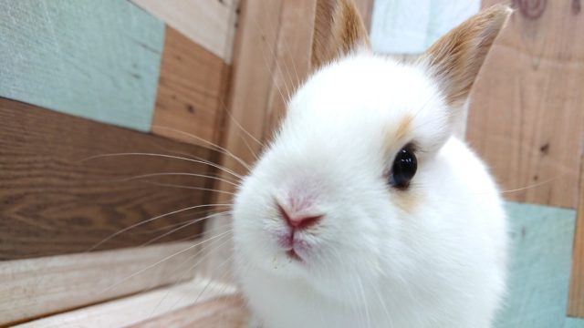 ミニウサギ