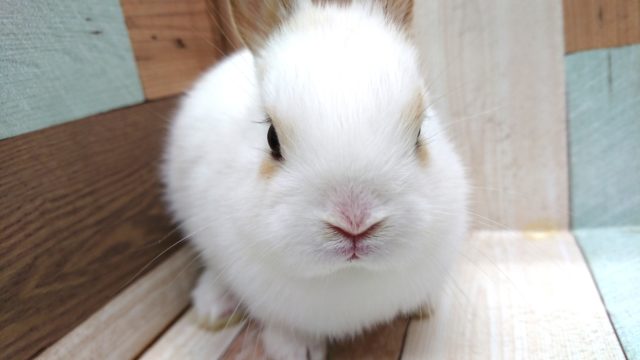 ミニウサギ