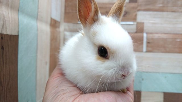 ミニウサギ