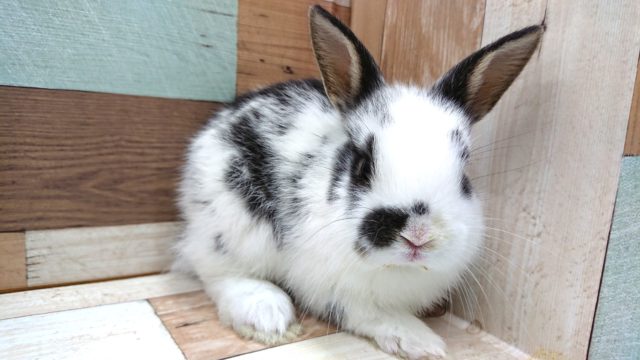 ミニウサギ