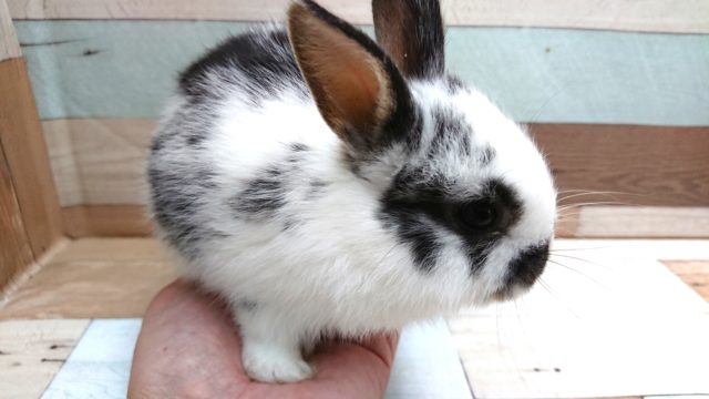 ミニウサギ