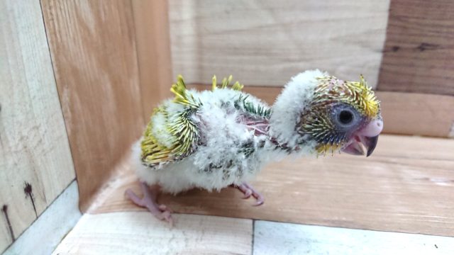 羽衣セキセイインコ
