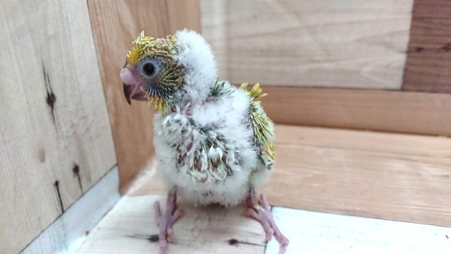 羽衣セキセイインコ