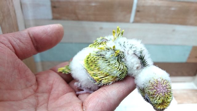 羽衣セキセイインコ