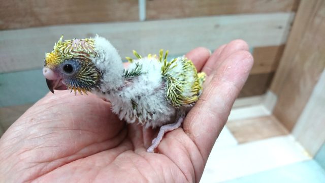 羽衣セキセイインコ