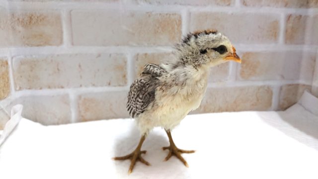 尾曳チャボ（オビキチャボ）