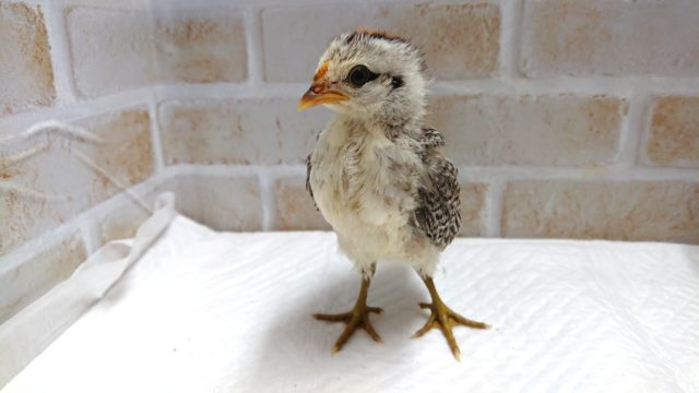 尾曳チャボ（オビキチャボ）