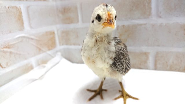 尾曳チャボ（オビキチャボ）