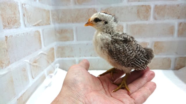 尾曳チャボ（オビキチャボ）