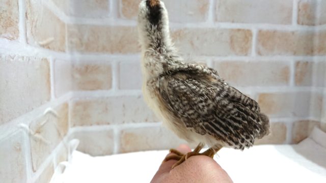 尾曳チャボ（オビキチャボ）