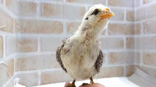 尾曳チャボ（オビキチャボ）