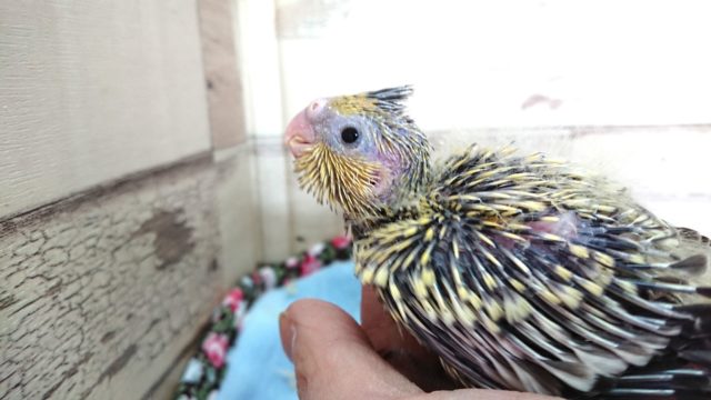 オカメインコ