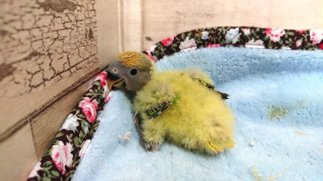 コザクラインコ（小桜インコ）