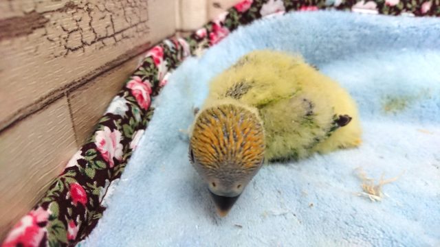 コザクラインコ（小桜インコ）