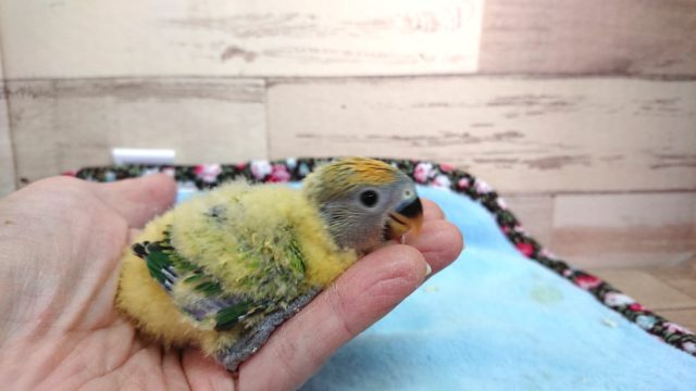 コザクラインコ（小桜インコ）