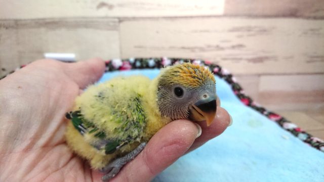 コザクラインコ（小桜インコ）