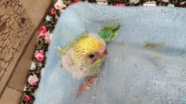 セキセイインコ