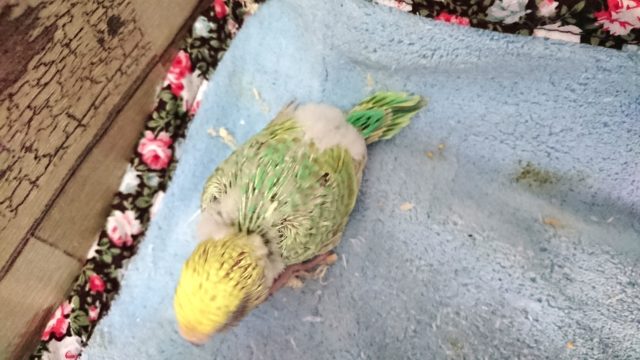 セキセイインコ