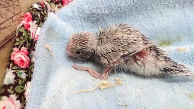 超ホヤホヤ最新画像♪セキセイインコ、ライラックカラーのコ来ましたっ セキセイインコ