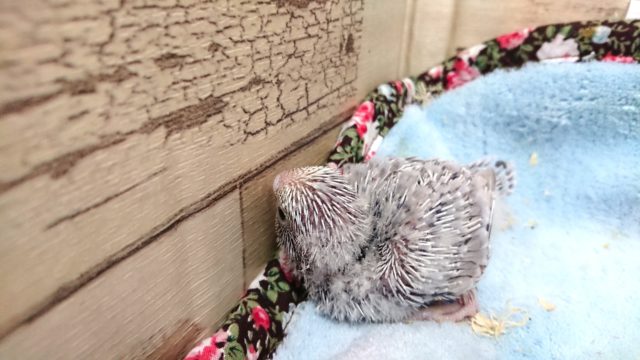 超ホヤホヤ最新画像♪セキセイインコ、ライラックカラーのコ来ましたっ セキセイインコ
