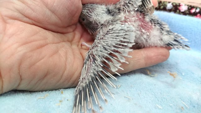 超ホヤホヤ最新画像♪セキセイインコ、ライラックカラーのコ来ましたっ セキセイインコ