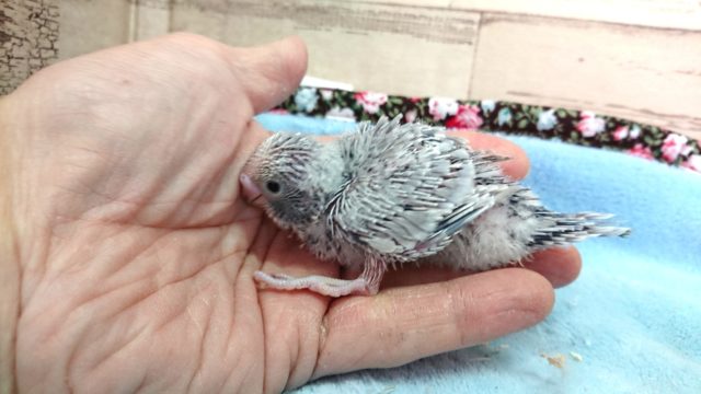 超ホヤホヤ最新画像♪セキセイインコ、ライラックカラーのコ来ましたっ セキセイインコ