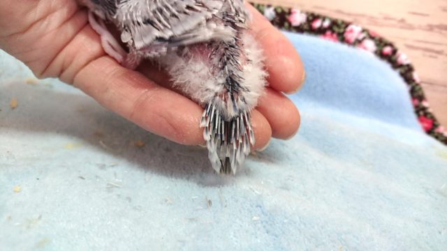 超ホヤホヤ最新画像♪セキセイインコ、ライラックカラーのコ来ましたっ セキセイインコ