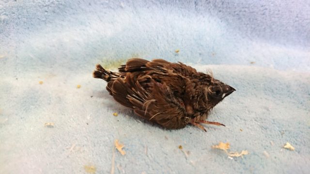 錦花鳥（キンカチョウ）