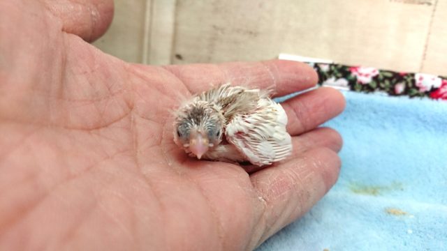 錦花鳥（キンカチョウ）