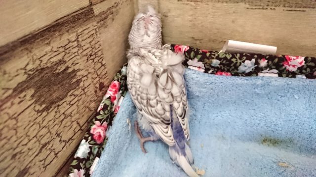 羽衣セキセイインコ