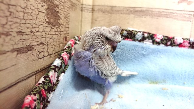羽衣セキセイインコ