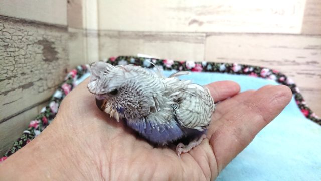 羽衣セキセイインコ