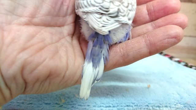 羽衣セキセイインコ