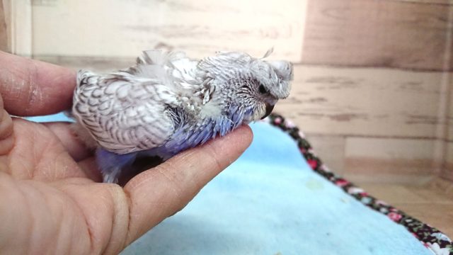 羽衣セキセイインコ