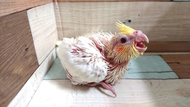 オカメインコ