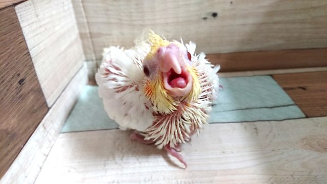 オカメインコ