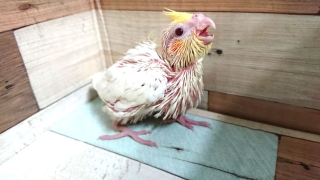 オカメインコ