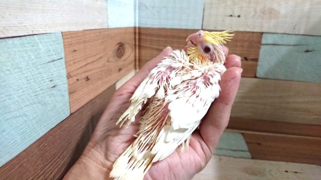 オカメインコ
