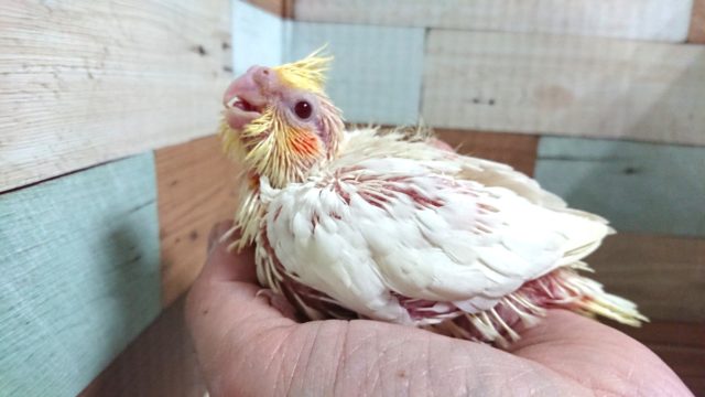 オカメインコ