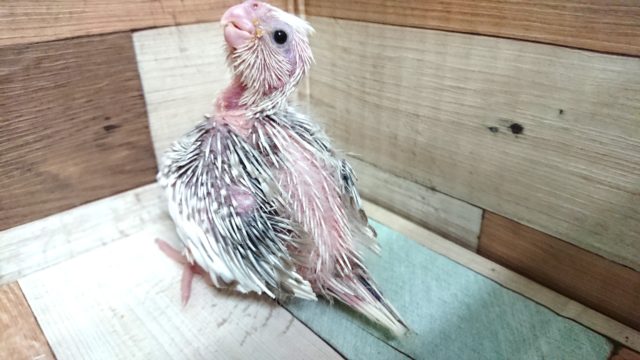 オカメインコ