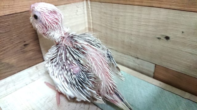 オカメインコ