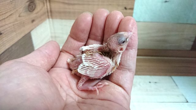 十姉妹（ジュウシマツ）