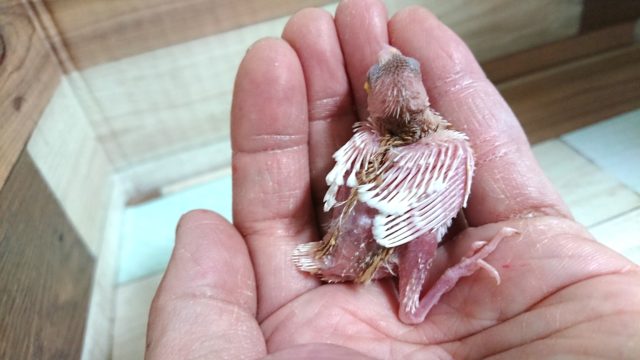 十姉妹（ジュウシマツ）