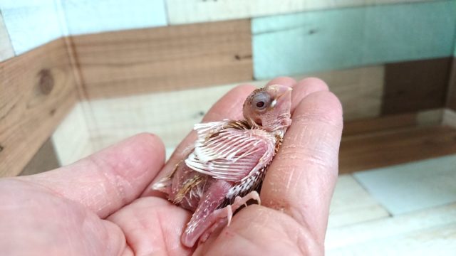 十姉妹（ジュウシマツ）