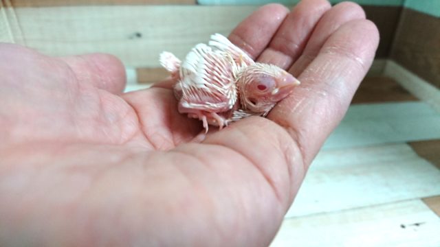 十姉妹（ジュウシマツ）